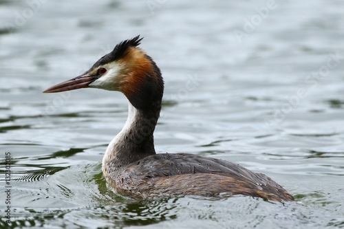 Great Crested Greeb Stock Photo Adobe Stock