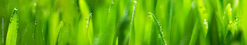 fresh young oats with dew (panorama) - obrazy, fototapety, plakaty 