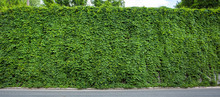 Green Ivy Covered Wall As Background Image