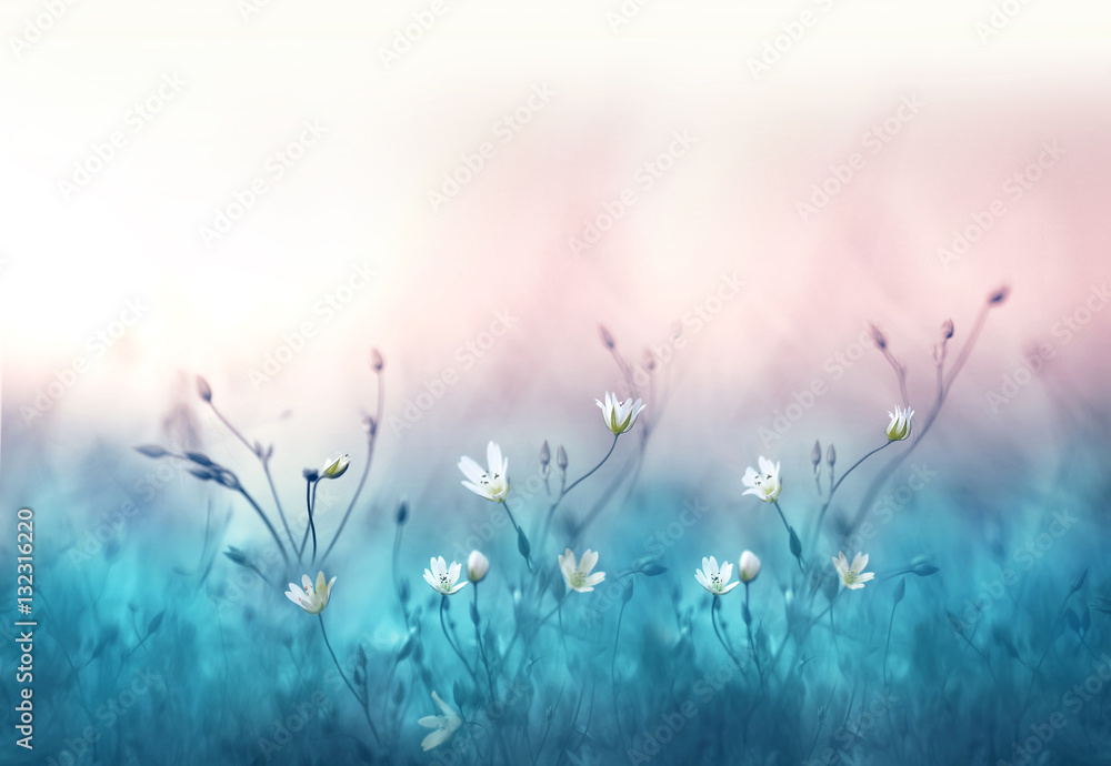 Small white flowers on a toned on gentle soft blue and pink background outdoors close-up macro . Spring summer floral background. Light air delicate artistic image. - obrazy, fototapety, plakaty 