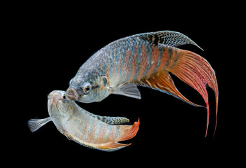 Canvas Print - Macropodus opercularis - Paradise fish, Forktail fightingfish - aquarium fish