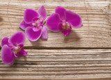 Fototapeta Storczyk - Pink orchid flowers on a wooden background