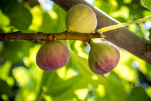 Dripping Ripe Fig On The Tree, Soft Focus