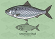 American Shad. Vector illustration for artwork in small sizes. Suitable for graphic and packaging design, educational examples, web, etc.