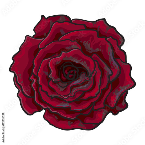 Deep Red Ruby Rose Bud Top View Sketch Style Vector Illustration Isolated On White Background Realistic Hand Drawing Of Open Red Rose Flower Decoration Element Buy This Stock Vector And Explore