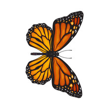 Top View Of Beautiful Monarch Butterfly, Sketch Illustration Isolated On White Background. Color Realistic Hand Drawing Of Monarch Butterfly On White Background