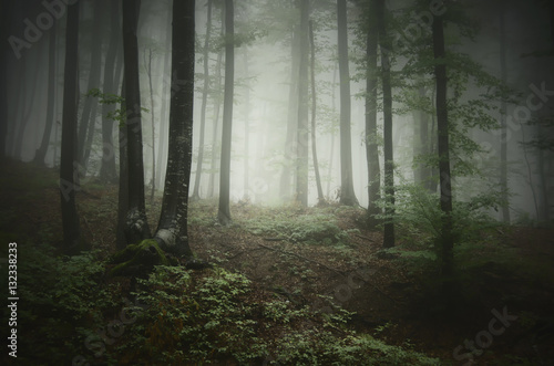 Forest Background Green Mysterious Forest In Dense Fog In Natural Landscape Buy This Stock Photo And Explore Similar Images At Adobe Stock Adobe Stock Forest Background Green Mysterious Forest In Dense Fog In Natural Landscape Buy This Stock Photo And Explore Similar Images At Adobe Stock Adobe Stock