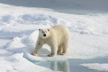 Wall Mural - Polar bear (Ursus maritimus) on the pack  ice north of Spitsberg