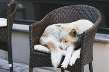 Dog Sleeping On Cafe Chair