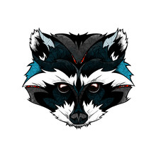 Raccoon Head, Illustration 