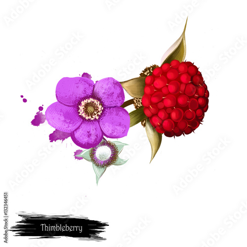 Thimbleberry fruit isolated on white. Digital art watercolor