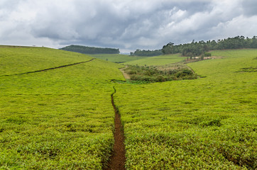 Wall Mural - Largest tea plantation of Cameroon, Africa with paths leading through on overcast day