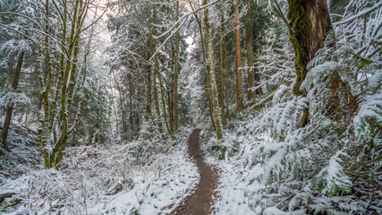 Wall Mural - a path in the thick winter forest. coal creek falls, issaquah, washington state, usa
