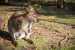 Australian wallaby, wildlife animal