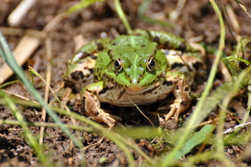 Wall Mural - Frog 