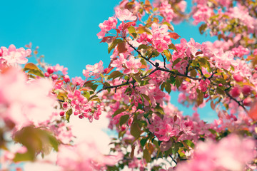  Pink Apple Flowers. Beautiful flowering apple trees. Background with blooming flowers in spring day.