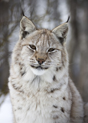 norwegian lynx