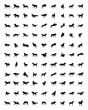 Black silhouettes of horses on the white background, vector
