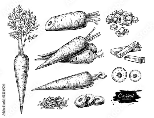 Fotografía Carrot hand drawn vector illustration set