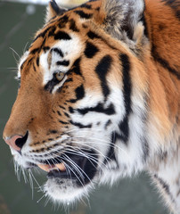 Tiger close up: The tiger (Panthera tigris) is the largest cat species. It is the third largest land carnivore (behind only the polar bear and the brown bear).