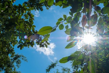 Canvas Print - sun shining of tall tree. sunlight in deciduous forest, summer n