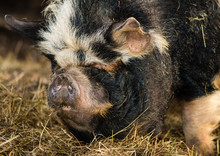 Head Of Forequarters Of Kunekune Pig Among Hay. An Unusual Rare Breed Of Small Pig Showing Detail Of Head 