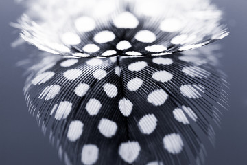 abstract composition with guinea hen feather