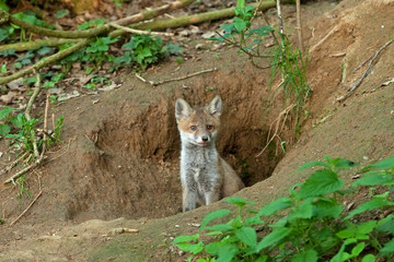Wall Mural - red fox, vulpes vulpes, czech republic