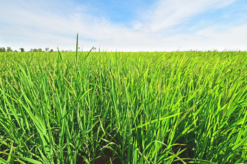 Green rice field and blue sky