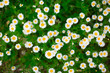 Nice chamomile background with green grass