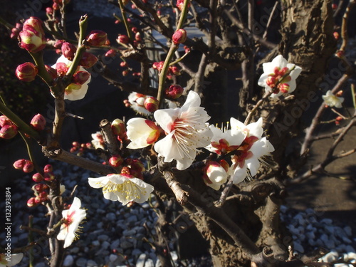 早咲きの白梅 ウメ 咲いたばかりの梅の花は良く探さないと見付からない 探梅と言う早春の季語に成って居る Stock Foto Adobe Stock 早咲きの白梅 ウメ 咲いたばかりの梅の花は良く探さないと見付からない 探梅と言う早春の季語に成って居る Stock Foto Adobe Stock