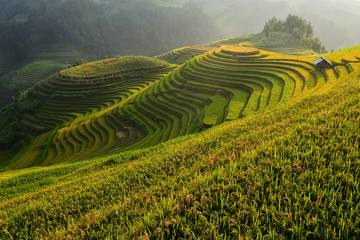 Wall Mural - Mu cang chai terrace rice field on during sunset ,Vietnam