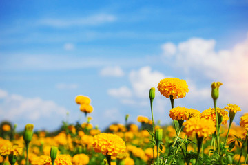 Wall Mural - Orange marigolds with blue sky.