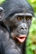© Uryadnikov Sergey - Close up Portrait of Bonobo in natural habitat. Green natural background. The Bonobo ( Pan paniscus). Democratic Republic of Congo. Africa
