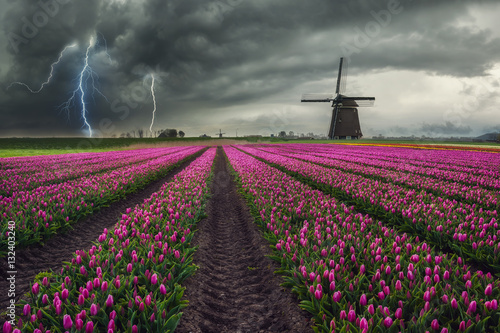 Fotografia Traditional Dutch Field of Tulips