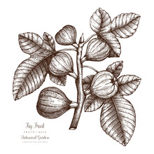 Fig Tree Botanical Illustration. Vintage Fig Fruit Sketch. Hand Drawn Vector.