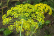 Yellow flowers of dill (Anethum graveolens)