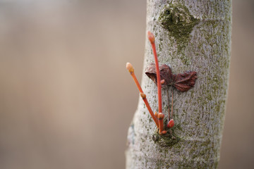 Wall Mural - young new branch on tree trunk in spring, close up copy space