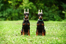 Twins Of Doberman Puppies With Ears Periasany Sitting On Green Lawn In The Summer Park
