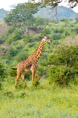 Sticker - Giraffe in the savanna