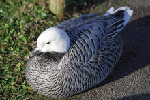 Emporer Goose Resting On The Ground