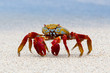 Colorful Sally Lightfoot Crab
