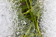 © Michal - thaw and season change, global warming concept, grass ice background