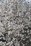 Fototapeta Do akwarium - White spring magnolia tree branches with blooming flowers closeup