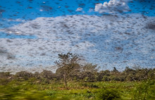 Swarm Of Locust