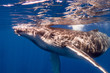 baleineau - humpbackwale - baleine à bosse