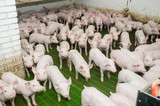 Fototapeta Zwierzęta - Pig farm. Little piglets