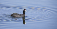 Red Knobbed Coot Swimming On Smooth Blue Water