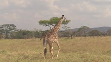 CLOSE UP: Giraffe Walking Among Animals Grazing On Dry Savannah Grass In Safari