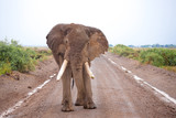 Fototapeta Perspektywa 3d - One big elephant is standing on the road, on safari in Kenya